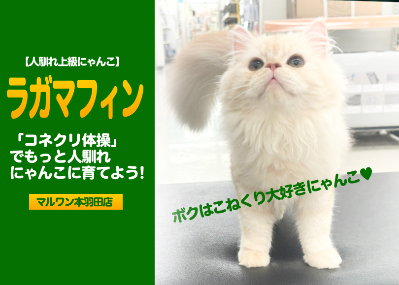 【 ラガマフィン 初心者必見 】「こねくり体操」でスキンシップトレーニング！