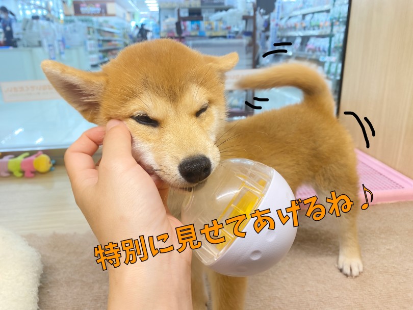 しっぽをブンブン揺らして笑っています♡ | 柴犬 （06-286） - 横浜 大倉山店