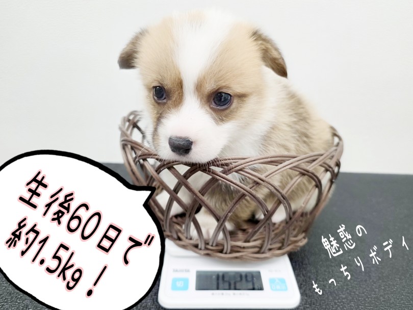 生後60日で約1.5kg！バッチリ平均体重です♪ | ウェルシュコーギーペンブローク （17-240） - 高井戸店