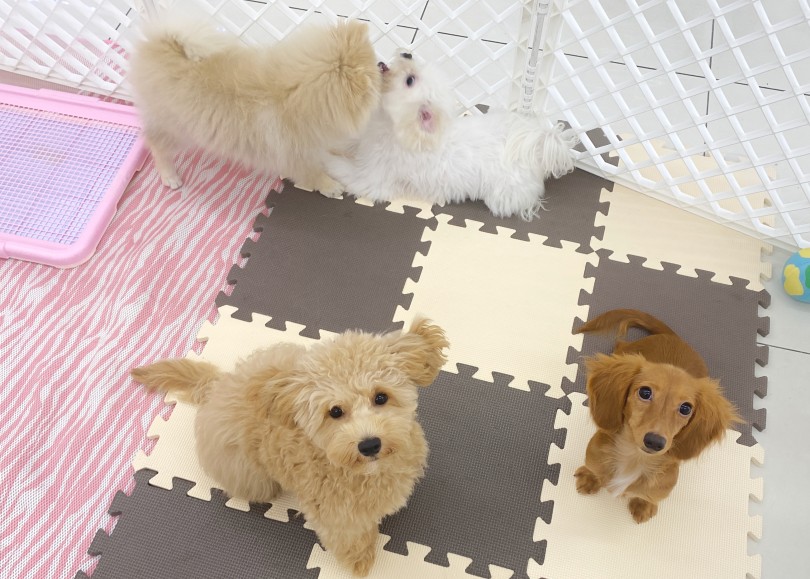 ポメちゃんとマルチーズちゃんがじゃれあっている時は介入しません | ダックス＆マルプー - 横浜 大倉山店