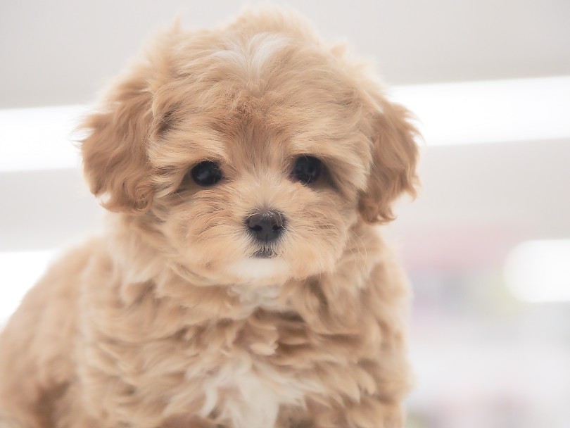 息をのむほどの愛らしいお顔立ち！ | MIX犬 マルプー （05-167） - 本羽田店