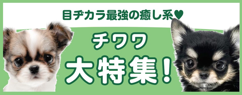 特集犬チワワ
