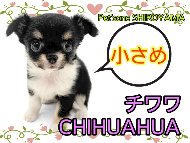 【 チワワ 】小さめでも元気は無限大！可愛さ全開のちーちゃん