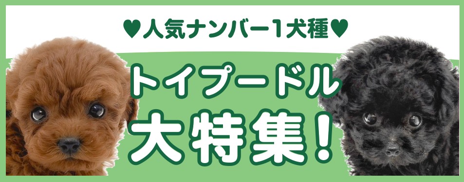 特集犬トイプードル