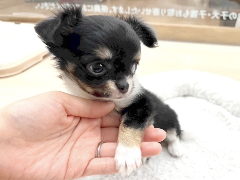 オンリーワン要素満載のカラーリング | チワワ （14-198） - 城山店