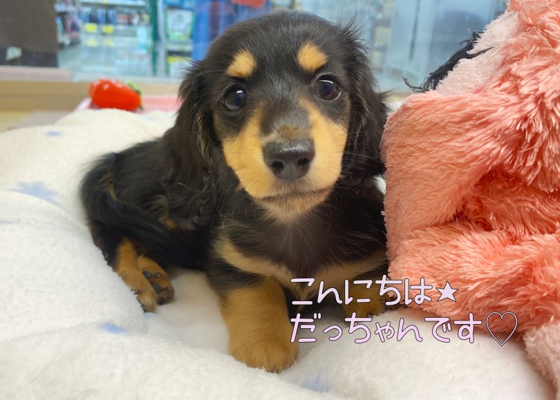 口元が可愛らしい♪ | ミニチュア・ダックスフント （06-295） - 横浜 大倉山店