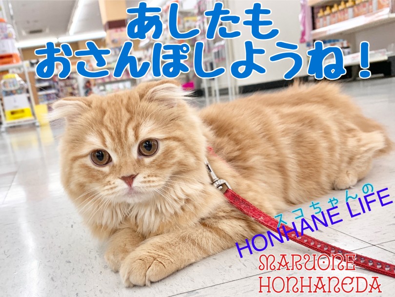 【 スコティッシュフォールド 成長ログ 】甘えん坊のボクはお散歩も大好き！