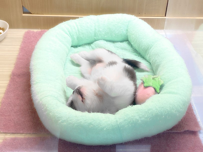 初日からこんなポーズで無防備に寝ませんっ！ | MIX犬 ペキキャパ （06-293） - 横浜 大倉山店