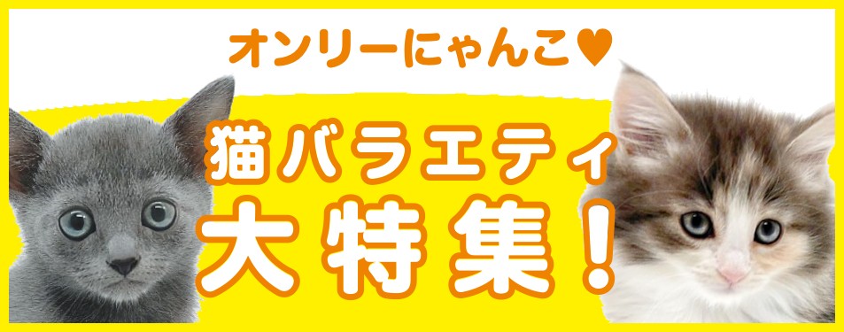 特集猫バラエティ