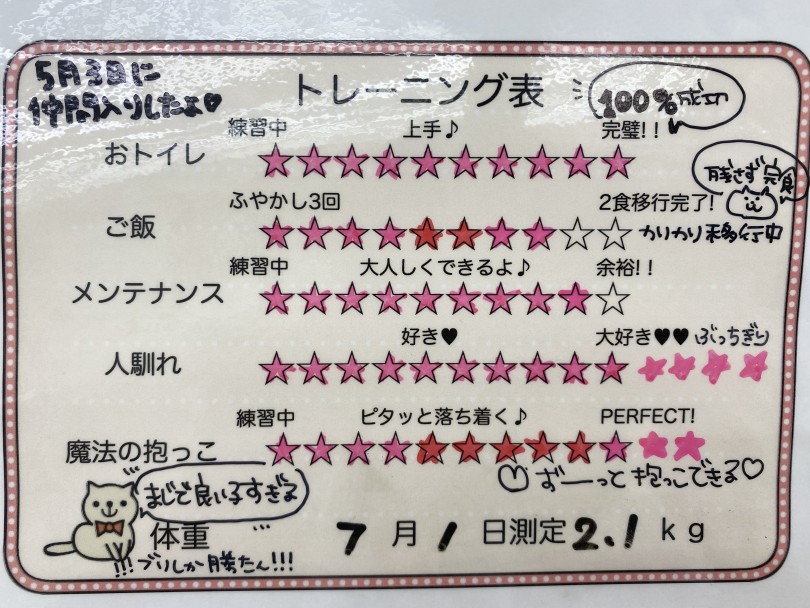 おトイレトレーニングは完璧！ | ブリテッシュショートヘア （06-280） - 横浜 大倉山店