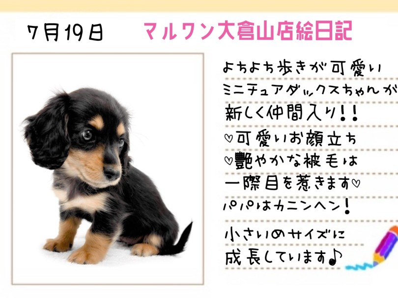 【 ミニチュアダックス 】ツヤツヤ被毛！長いまつ毛！小ぶりなダックスがやって来た！