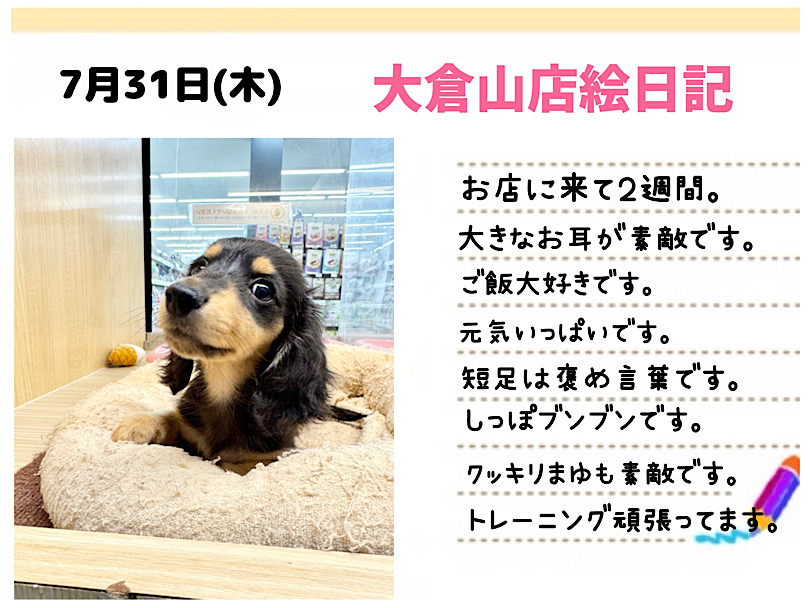 【 ミニチュアダックスフント 】仲間入りして2週間！小柄なレディは尻尾ブンブン！