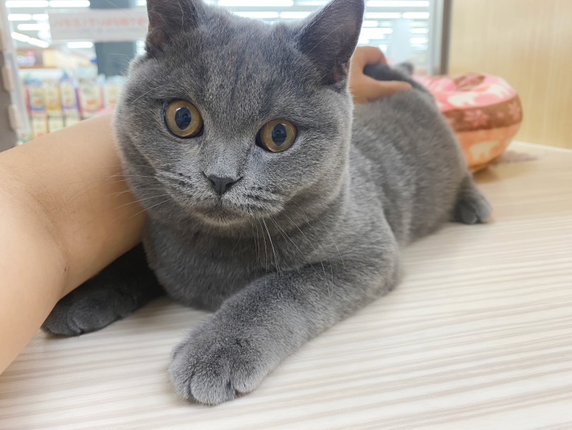 撫でられるとすぐに液体化 | ブリテッシュショートヘア （06-280） - 横浜 大倉山店