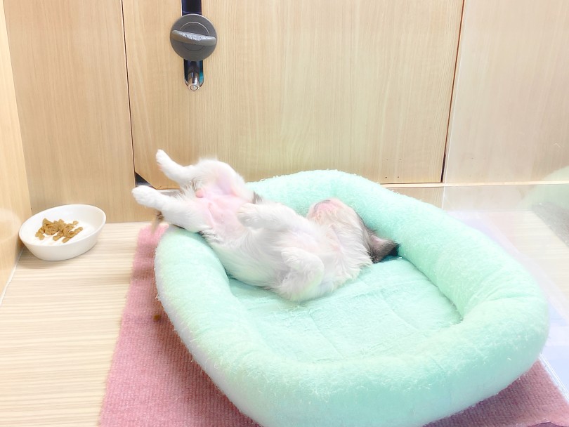 よくそれで安眠できるな〜 | MIX犬 ペキキャパ （06-293） - 横浜 大倉山店