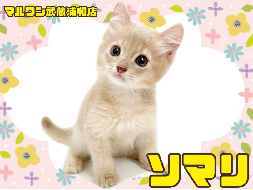 【アビシニアン】, 【アメリカンショートヘア】, 【アメリカンカール】, 【アメリカンワイヤーヘア】, 【オシキャット】, 【オリエンタルショートヘア】, 【カラーポイントショートヘア】, 【キムリック】, 【コーニッシュレックス】, 【シャム】, 【ジャパニーズボブテイル】, 【シンガプーラ】, 【スコティッシュフォールド】, 【セレンゲティ】, 【ソマリ】, 【ターキッシュアンゴラ】, 【ターキッシュバン】, 【デボンレックス】, 【トンキニーズ】, 【トルコヴァン】, 【ナポレオン】, 【ノルウェージャンフォレストキャット】, 【バーミーズ】, 【バリニーズ】, 【ヒマラヤン】, 【ブリティッシュショートヘア】, 【ペルシャ】, 【マンチカン】, 【ミヌエット】, 【ラガマフィン】, 【ラグドール】, 【ラパーマ】, 【ロシアンブルー】, 【サイベリアン】, 【サバンナキャット】, 【チャウシー】, 【バリニーズ】, 【セーブル】, 【ボンベイ】, 【オリエンタルロングヘア】, 【エキゾチックショートヘア】, 【シンガプーラ】, 【キムリック】, 【ラパーマ】, 【トルコアンゴラ】