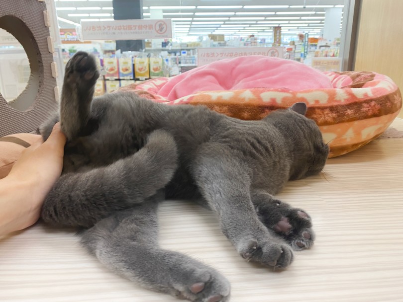 すぐにバタンッと倒れ込むスタイル | ブリテッシュショートヘア （06-280） - 横浜 大倉山店