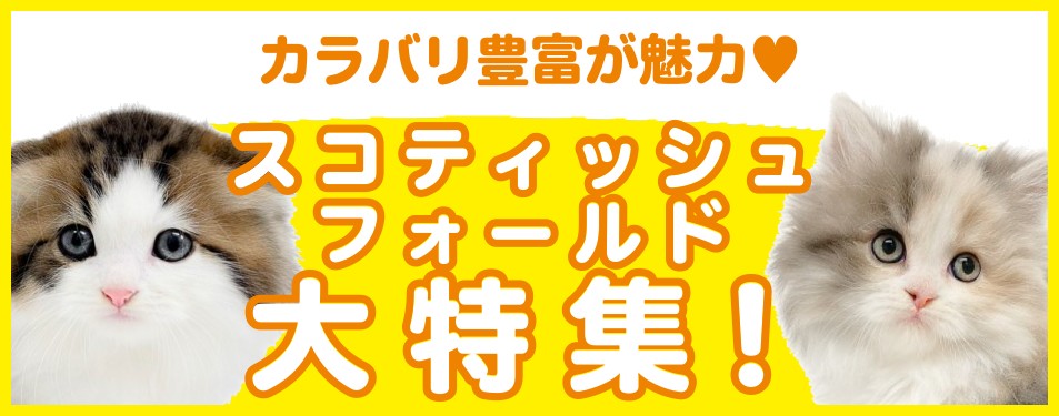 特集猫スコティッシュ