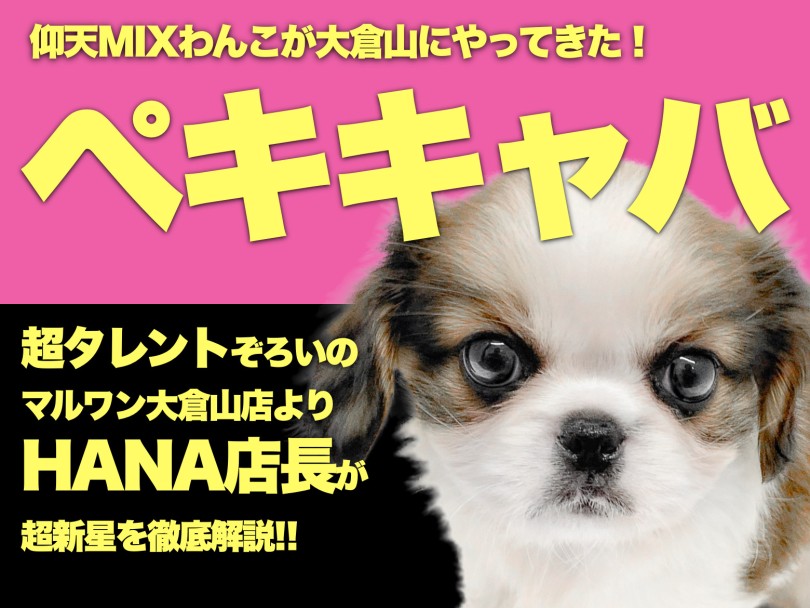 【 MIX 】大倉山店初！ペキニーズ×キャバリアの超新星MIXわんこ！