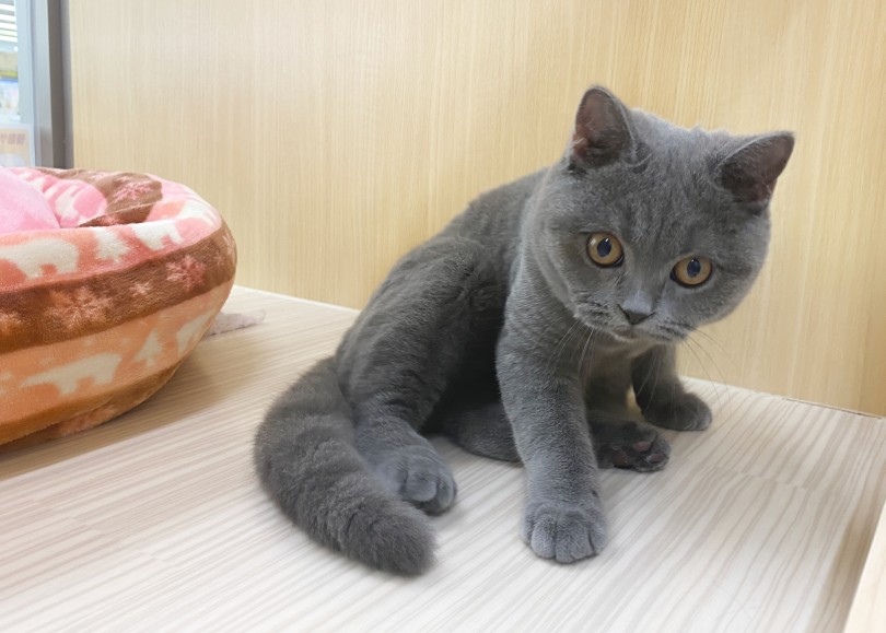 スキンシップをたくさん取りたいならブリちゃんで間違いなし！ | ブリテッシュショートヘア （06-280） - 横浜 大倉山店