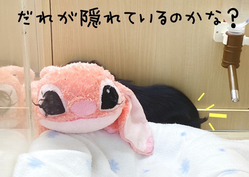 誰かかくれんぼをしているぞ♪ | ミニチュア・ダックスフント （06-295） - 横浜 大倉山店