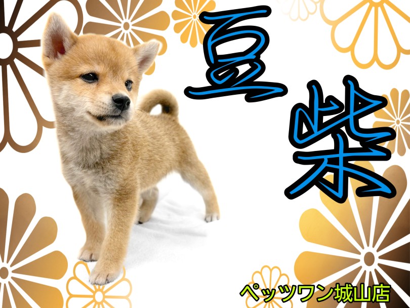 【 豆柴 】誰もが足を止める人気者！中身も性格も可愛い豆柴ちゃん