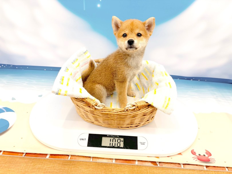 成犬時の体重は4.0～7.0kgと予想 | 豆柴 （14-207） - 城山店