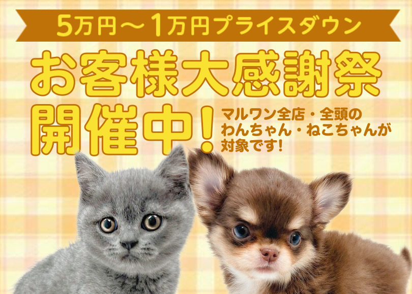 【 お客様大感謝祭 】ペットをお迎えする方へマルワンからプレゼント企画スタート！