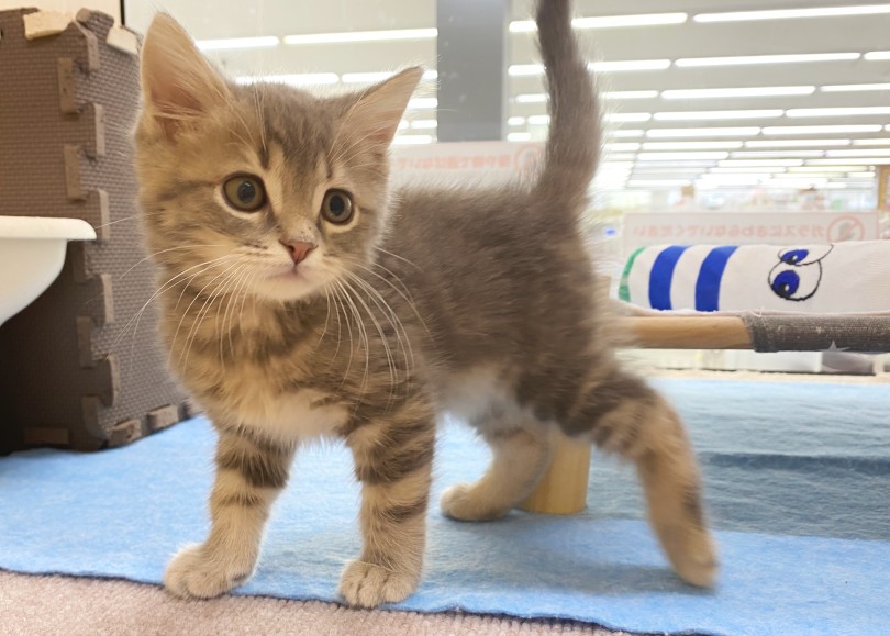ドアを開ければすぐ駆け寄ってくれるブリちゃん♡ | ブリティッシュショートヘア （06-296） - 横浜 大倉山店