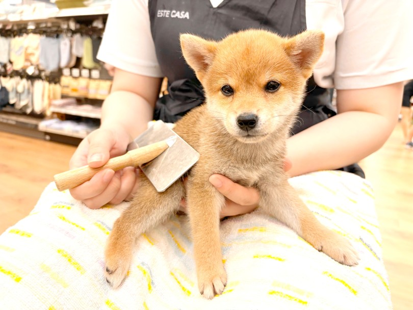とっても大人しくブラッシングさせてくれます | 豆柴 （14-207） - 城山店