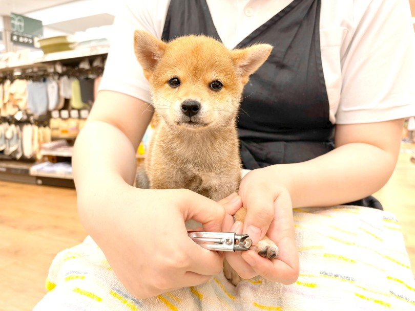 初めての爪切りに興味津々 | 豆柴 （14-207） - 城山店