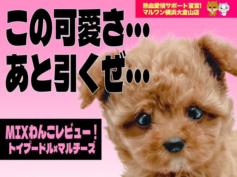 【 MIX 】リアルくまちゃん+人気のまるぷーの「くまるぷー」がやってきた！