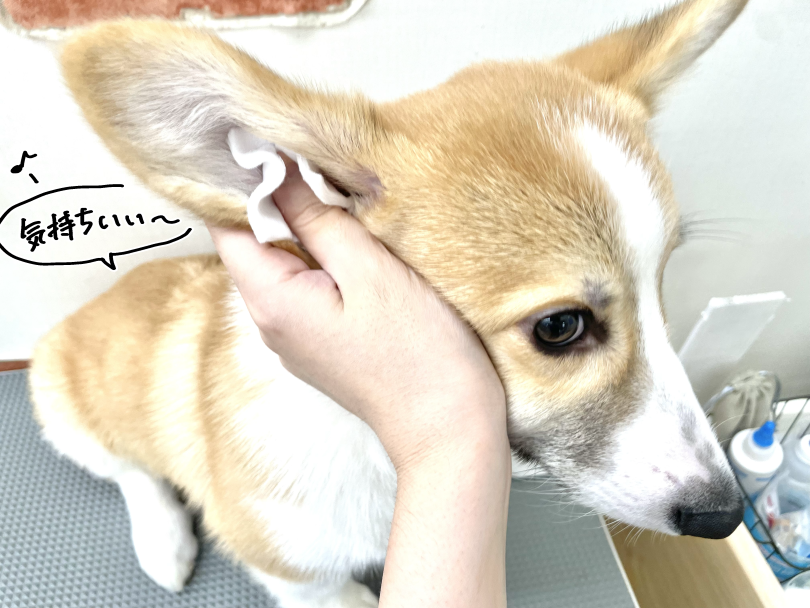 耳掃除もへっちゃら！お利口さんにできるケア習慣 | ウェルシュコーギーペンブローク （05-169） - 本羽田店
