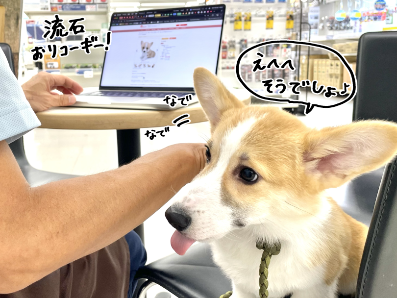 隣に寄り添ってくれる癒しの存在感 | ウェルシュコーギーペンブローク (05-169) - 本羽田店