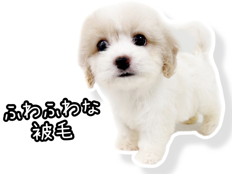 ビションフリーゼ譲りのフワフワな被毛 | MIX犬 キャバション （20-244） - 北戸田店