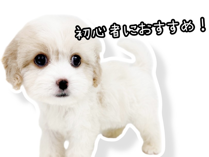お手入れは比較的簡単 | MIX犬 キャバション （20-244） - 北戸田店