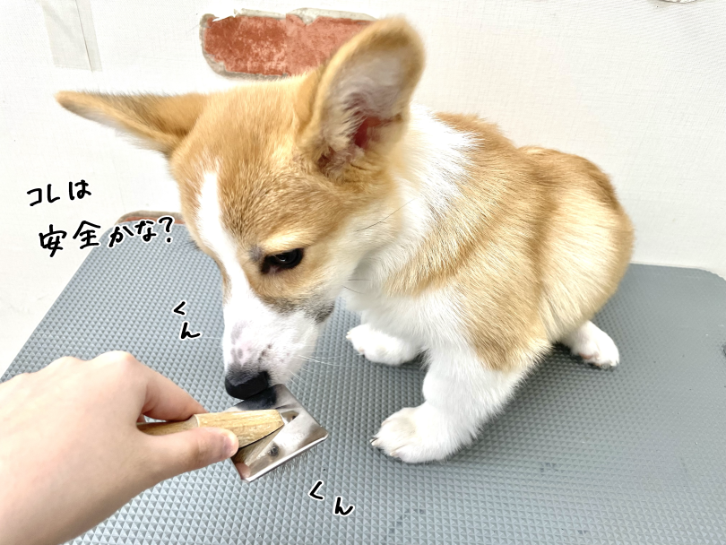 落ち着いて受け入れる「おりコーギー」ぶりに感動！ | ウェルシュコーギーペンブローク （05-169） - 本羽田店