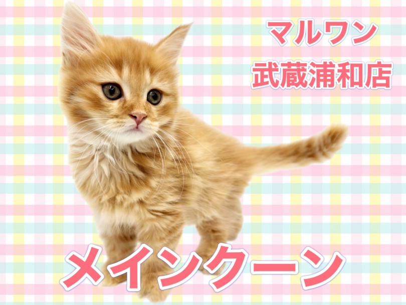 【 メインクーン 】レッドタビーのゴージャスな被毛を持つ優しい性格の女の子