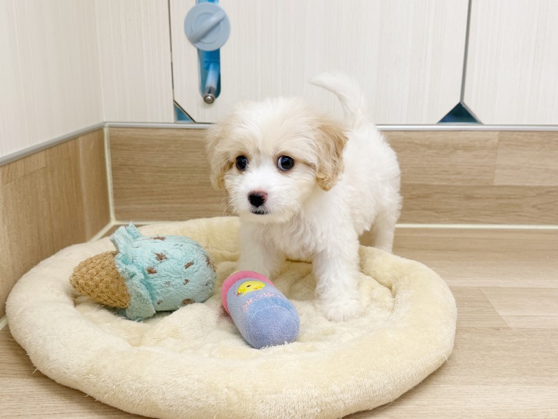 MIXは二つの犬種の良いとこ取り | MIX犬 キャバション （20-244） - 北戸田店