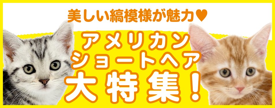 特集猫アメリカンショートヘア
