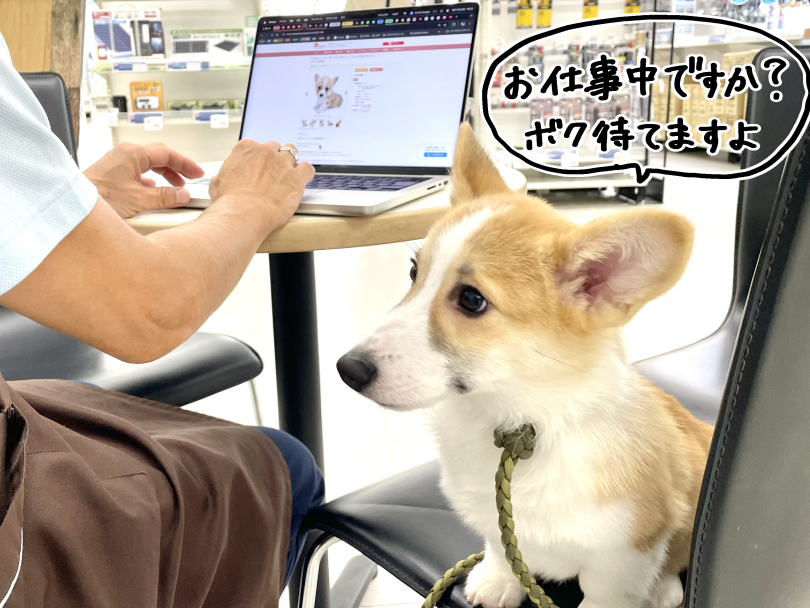 お隣の椅子で「少し待っててね」 | ウェルシュコーギーペンブローク (05-169) - 本羽田店