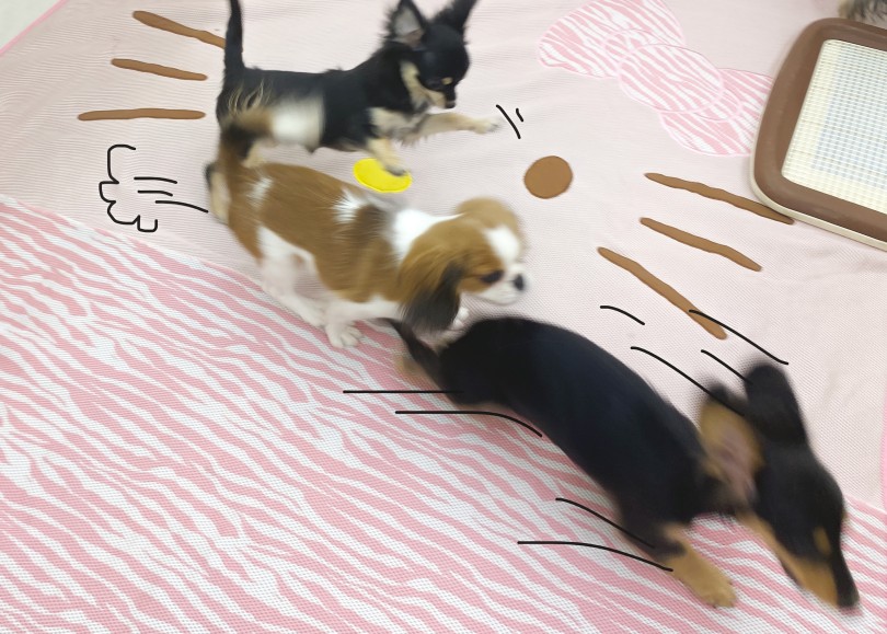 写真から伝わる楽しさ♡ | ミニチュア・ダックスフント （06-295） - 横浜 大倉山店
