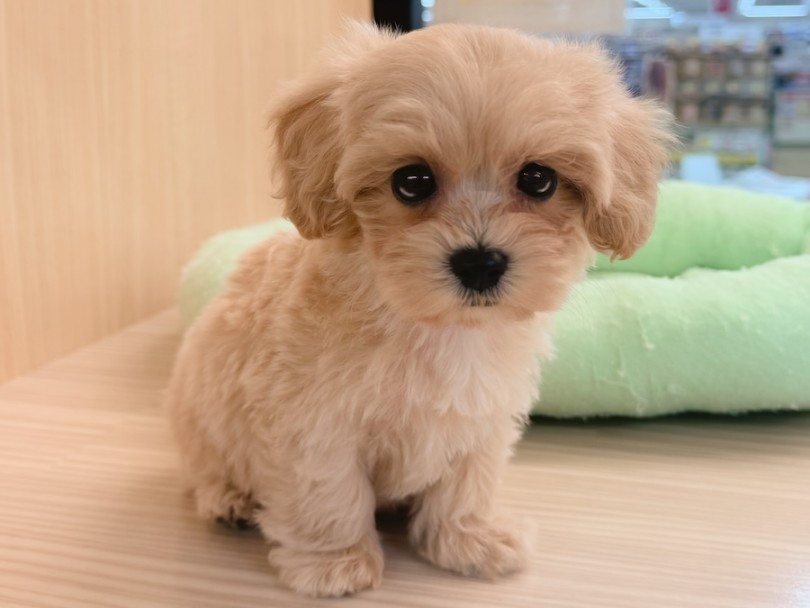 抜け毛・体臭が少ないので、お掃除頻度が変わらない | MIX犬 マルプー （16-264） - 下丸子店