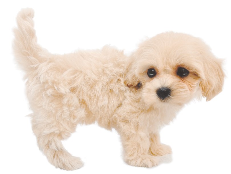 超短足のドワーフ体型に癒される！ | MIX犬 マルプー （16-264） - 下丸子店