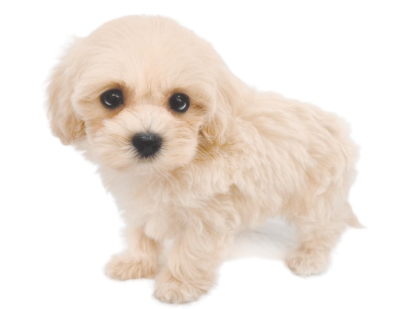 ぬいぐるみ感たっぷりのベビーフェイスは愛らしさ満点！ | MIX犬 マルプー （16-264） - 下丸子店