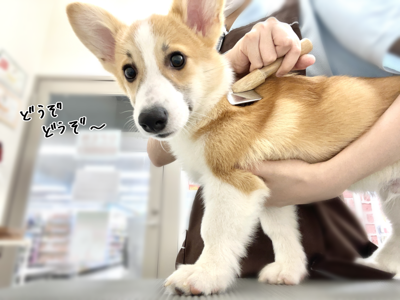 「どうぞ」と言わんばかりにブラッシングの体制に | ウェルシュコーギーペンブローク （05-169） - 本羽田店