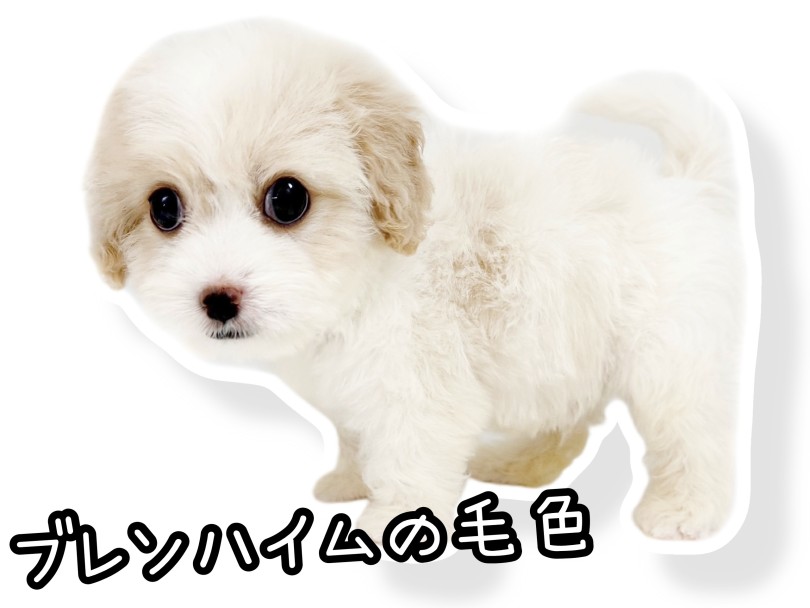 毛色はキャバリア特有の「ブレンハイム」 | MIX犬 キャバション （20-244） - 北戸田店