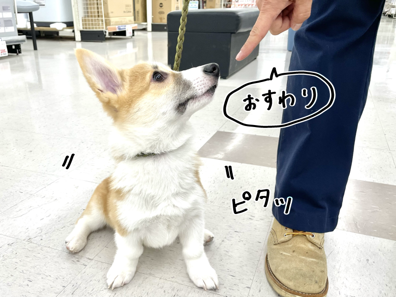 お散歩中もピタッとお座り! | ウェルシュコーギーペンブローク (05-169) - 本羽田店