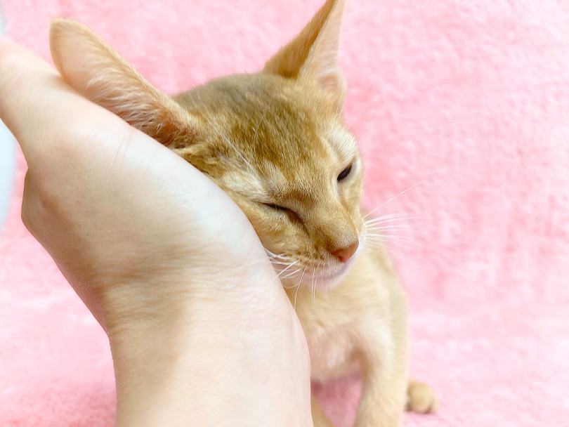 天然人たらしキャットです（笑） | アビシニアン （06-309） - 横浜 大倉山店