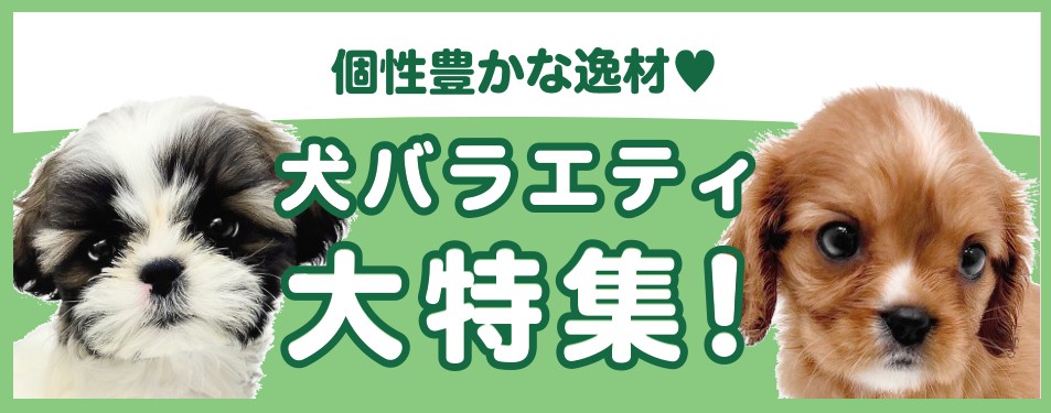 特集犬バラエティ
