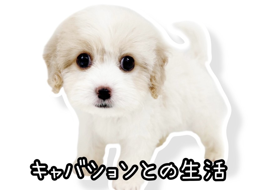 どんなご家庭に向いてる？| MIX犬 キャバション （20-244） - 北戸田店